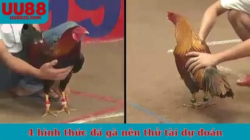 4 hình thức đá gà nên thử tài dự đoán
