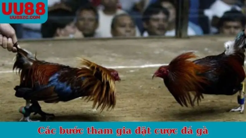 Các bước tham gia đặt cược đá gà