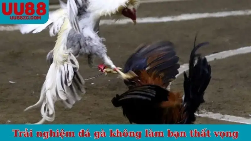 Trải nghiệm đá gà online không làm bạn thất vọng